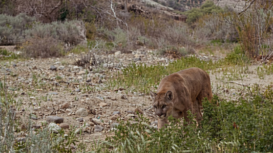 Lassie and the Flight of the Cougar