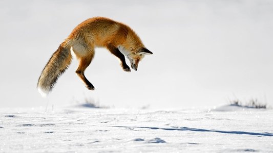 Great Yellowstone Thaw