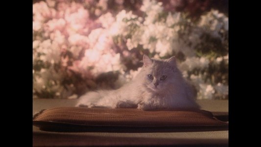 ハウス