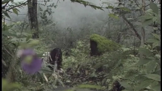 監禁逃亡　美しき獲物たち
