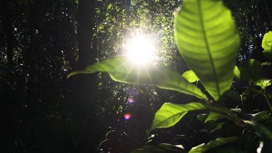 Documentário Brasil Tupinambá