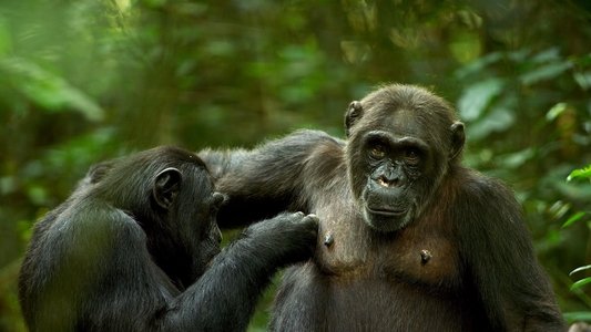 The Mating Game