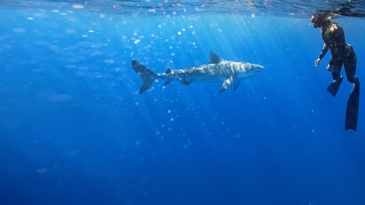 Maui Shark Mystery