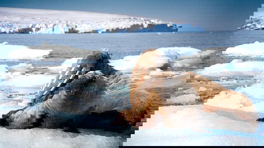 Blue Planet II