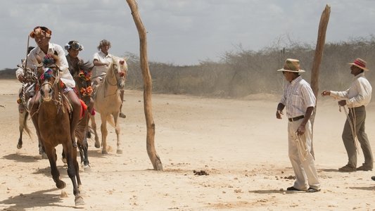 Pájaros de verano