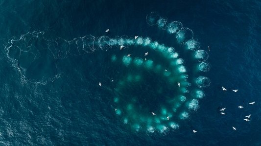 Les Gardiennes de la planète