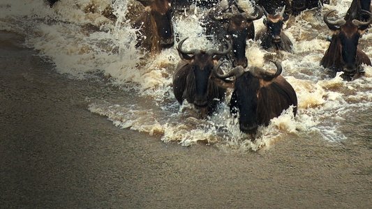 Incredible Animal Journeys
