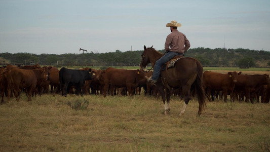 Cowboys Without Borders