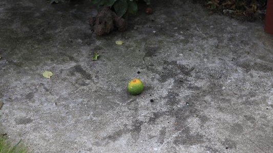 비념