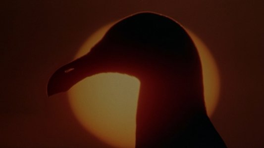 Jonathan Livingston Seagull