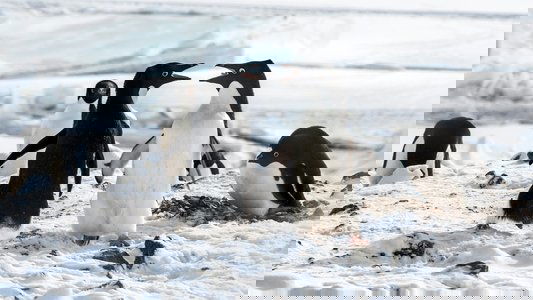 Penguins
