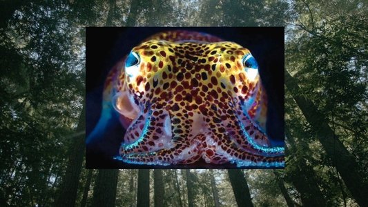 Donna Haraway: Story Telling for Earthly Survival