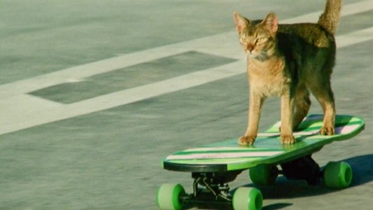 公園通りの猫たち