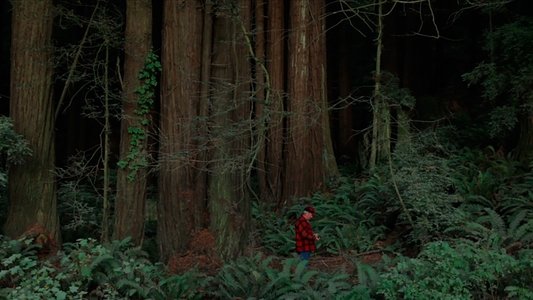 Behind the Redwood Curtain