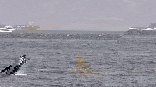 Achtung Orcas! Gefahr vor Gibraltar?