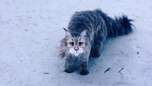 Chien et Chat