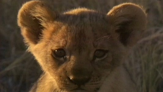 Lions Of Darkness
