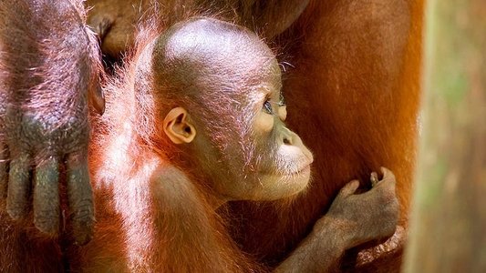 Orang-Utans - Borneos Waldmenschen