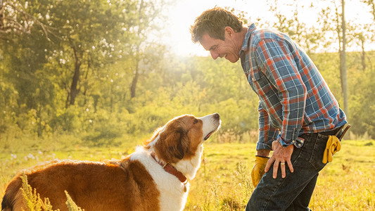 A Dog's Journey