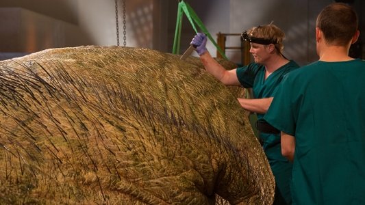 T. Rex Autopsy