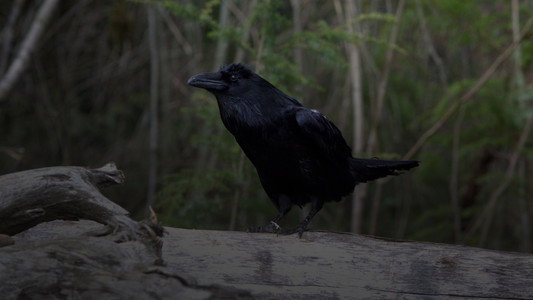 Crowsnest
