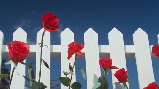 Blue Velvet