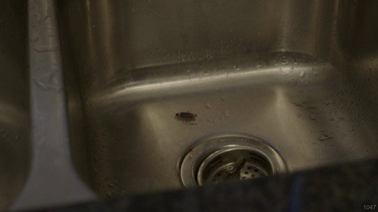 ROACH!