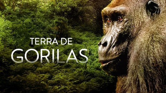 Gorillas Close Up