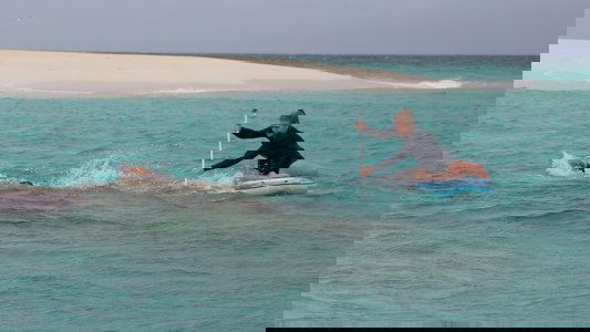 Rogue Shark