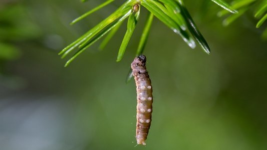 Secrets of Our Living Planet