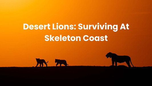 Lions of the Skeleton Coast