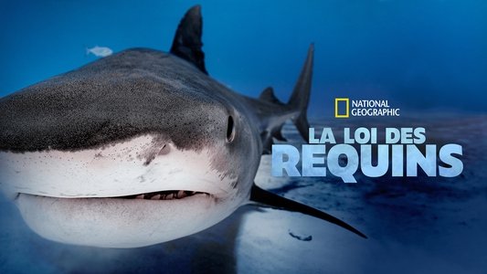 Big Sharks Rule