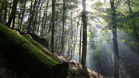 Das grüne Wunder - Unser Wald