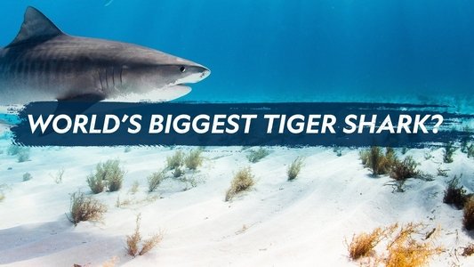 World's Biggest Tiger Shark