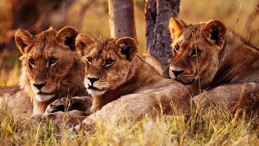 Wild Botswana