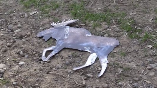 ARGYLE JENKINS: INTERNATIONAL MOOSE CATCHER