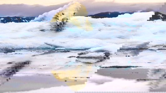 Frozen Planet II