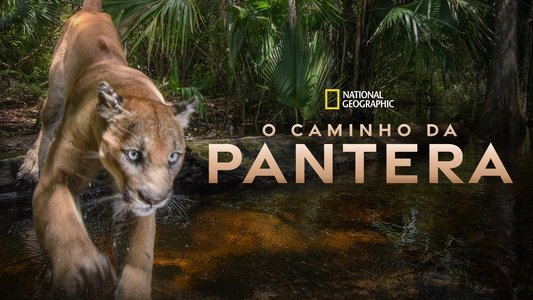 Path of the Panther