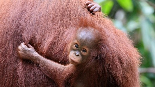 Orang-Utans - Borneos Waldmenschen