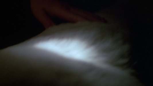 White Dog