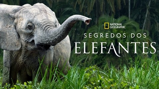 Secrets of the Elephants