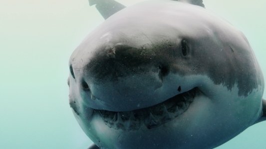 The Reef: Stalked