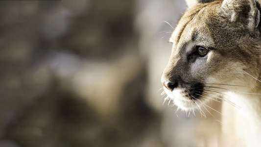 America the Wild with Casey Anderson