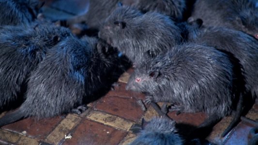 Rats - Notte di terrore