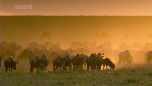 Wildlife Specials