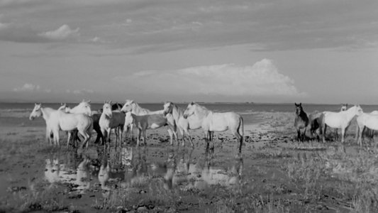Crin blanc: Le cheval sauvage