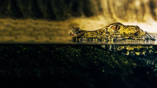 Crocodiles Revealed