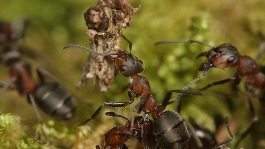 Attenborough and the Empire of the Ants