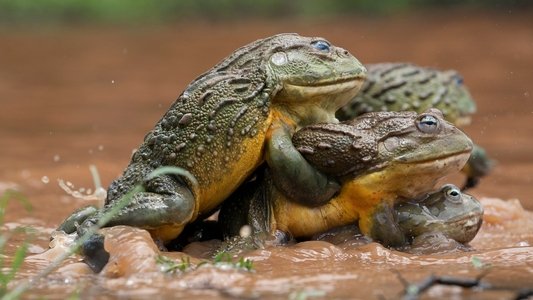 The Mating Game