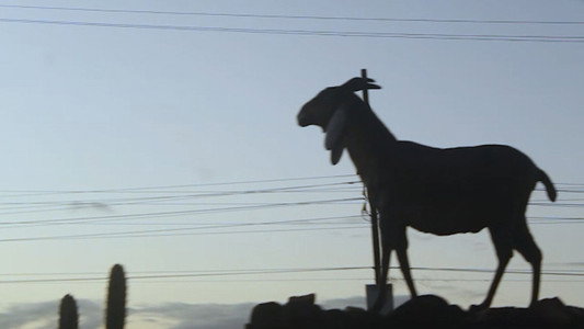 Filme de Amor (Medindo o Caminho de Volta)